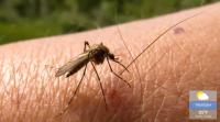 Mosquito and Tick Season