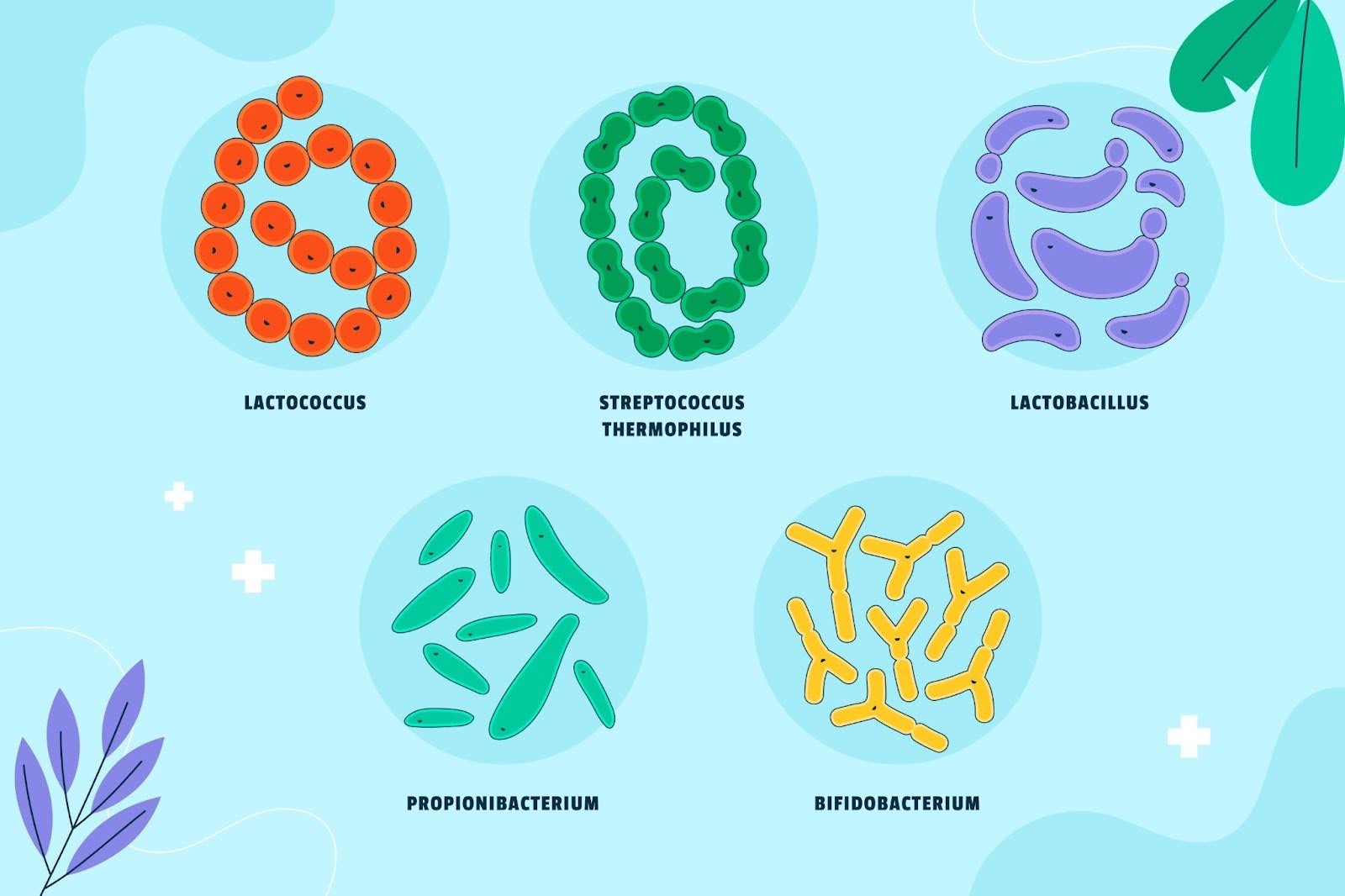 graphic of different strains of probiotics gut health myths arnot health