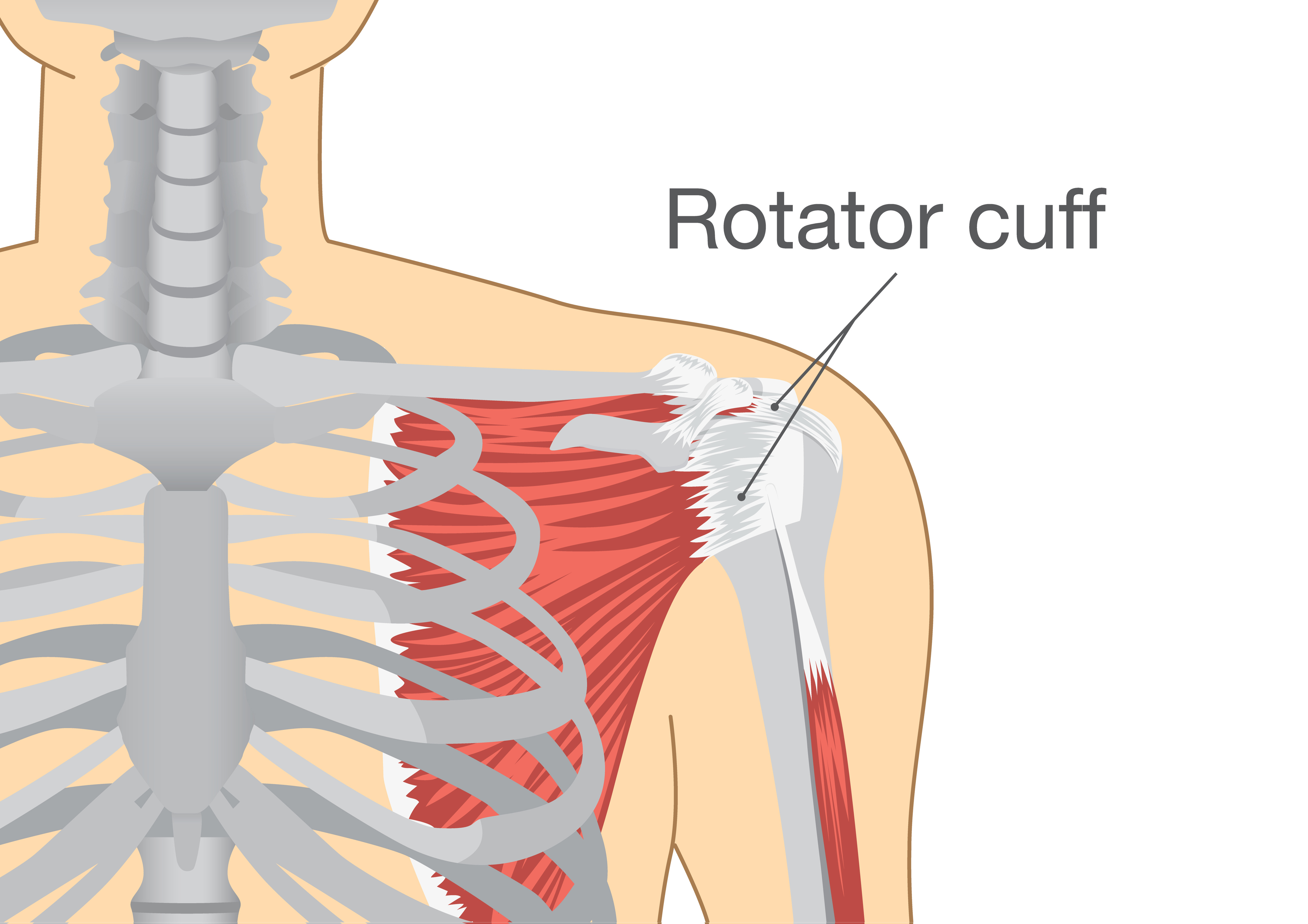 rotator-cuff.jpeg